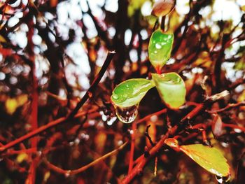 Close-up of water drops on plant