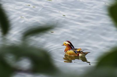 Close-up of duck swimming in lake