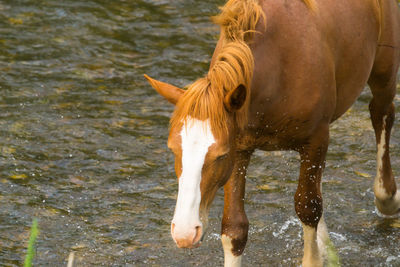 Horse close-up in summer season at the river