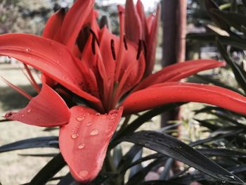 Close-up of red flower