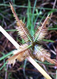 Close-up of spiked plant