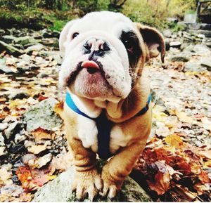 Close-up of a dog on field during autumn