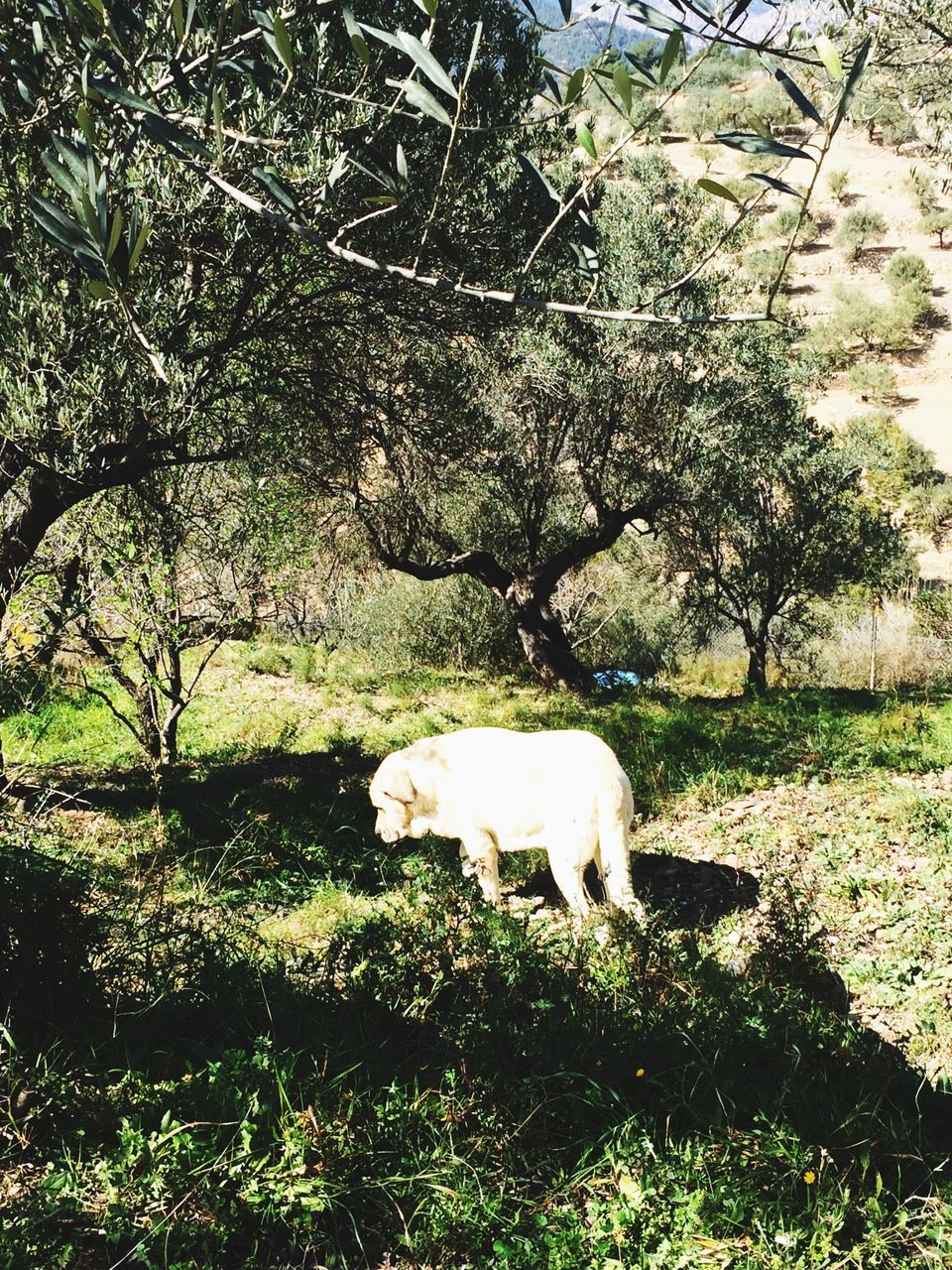 animal themes, one animal, domestic animals, mammal, grass, white color, field, tree, nature, full length, relaxation, standing, plant, pets, growth, grassy, no people, wildlife, day, outdoors