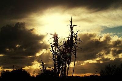 Silhouette tree against dramatic sky during sunset