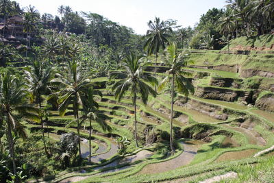 Scenic view of landscape