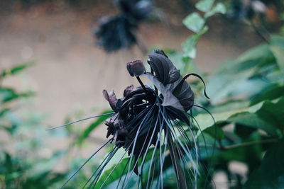 Close-up of wilted plant