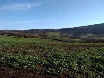 Scenic view of field against sky