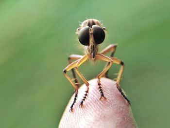 Close-up of insect on hand