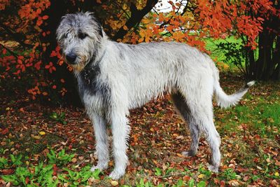 Dog in forest