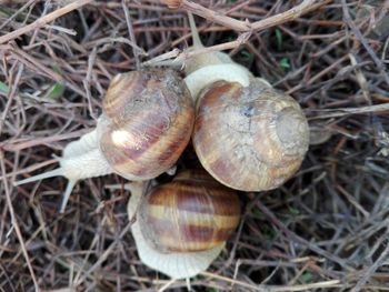 Close-up of snail on land