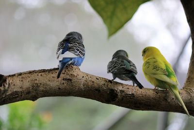 Close-up of bird perching on tree against sky