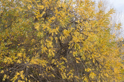 Low angle view of trees in forest during autumn