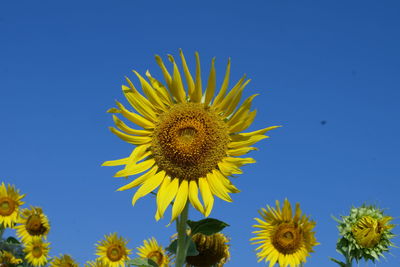 Close-up of sunflower against clear blue sky