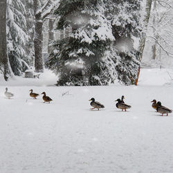 Flock of birds on snow covered land