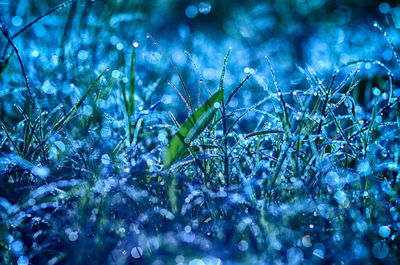 Close-up of wet flowers on field