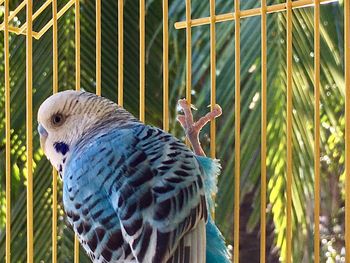 Close-up of parrot perching