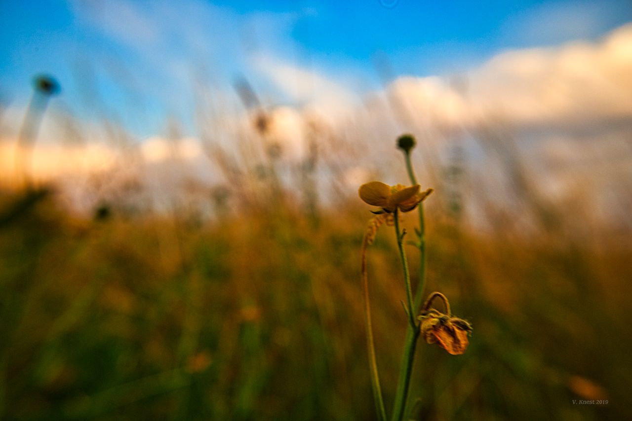 plant, growth, beauty in nature, fragility, nature, flower, close-up, sky, focus on foreground, vulnerability, no people, flowering plant, sunset, field, plant stem, freshness, land, tranquility, day, outdoors, flower head