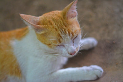 Close-up of cat looking away