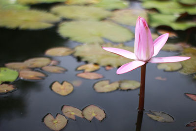 Close-up of water lily in lake