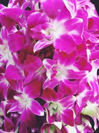 Close-up of purple flower