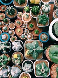 Full frame shot of various succulent potted plants for sale at market