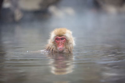 Portrait of monkey swimming in water
