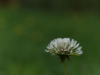 Close-up of white dandelion flower