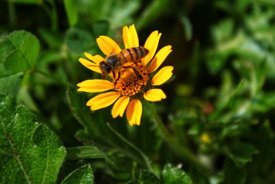 Close-up of insect on yellow flower