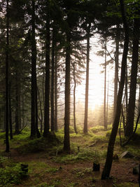 Trees in forest