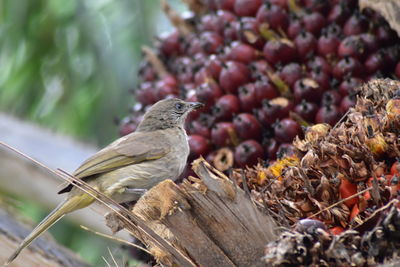 Close-up of bird perching on wood