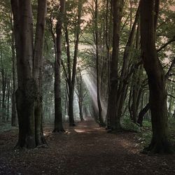 Road passing through forest