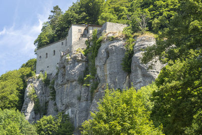 Low angle view of plants growing on rock against trees