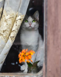 Portrait of cat looking through window