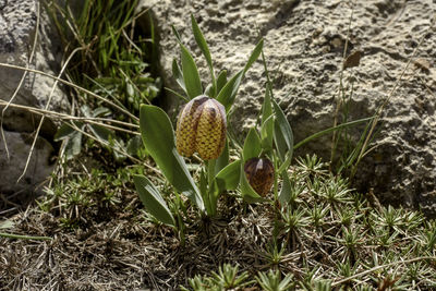 High angle view of flowering plants on land