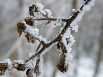 Close-up of frozen plant