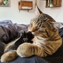 Close-up of cat looking away