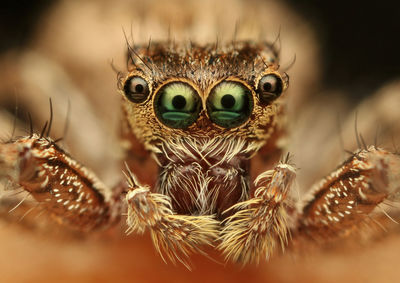 Macro shot of jumping spider
