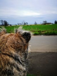 Close-up of a dog on field staring at lough neagh.