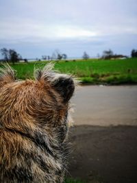 Close-up of a dog on field