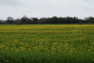 Scenic view of field against sky