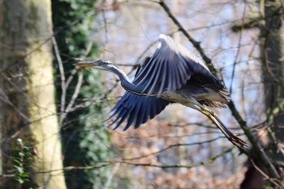 View of bird flying