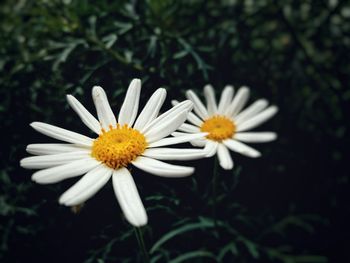 Close-up of white daisy blooming outdoors