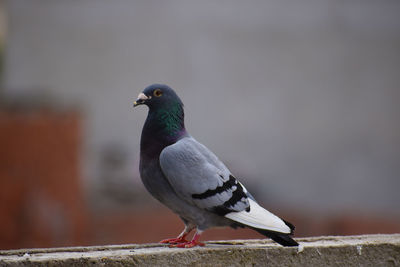 Close-up of bird perching on retaining wall