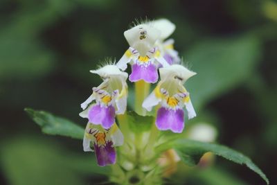 Close-up of purple flowers blooming