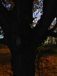 Low angle view of trees in forest