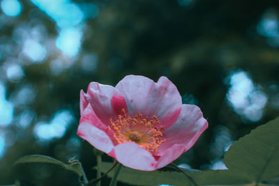Close-up of pink flower