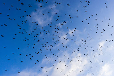 Flock of birds flying in sky