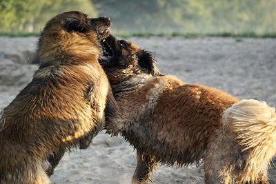 Side view of two dogs in water