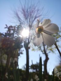 Low angle view of cherry blossom against sky