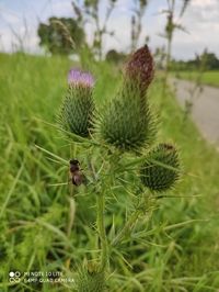 Close-up of insect on plant